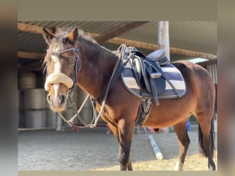 Welsh B Mare 20 years 12 hh Brown in Thundorf