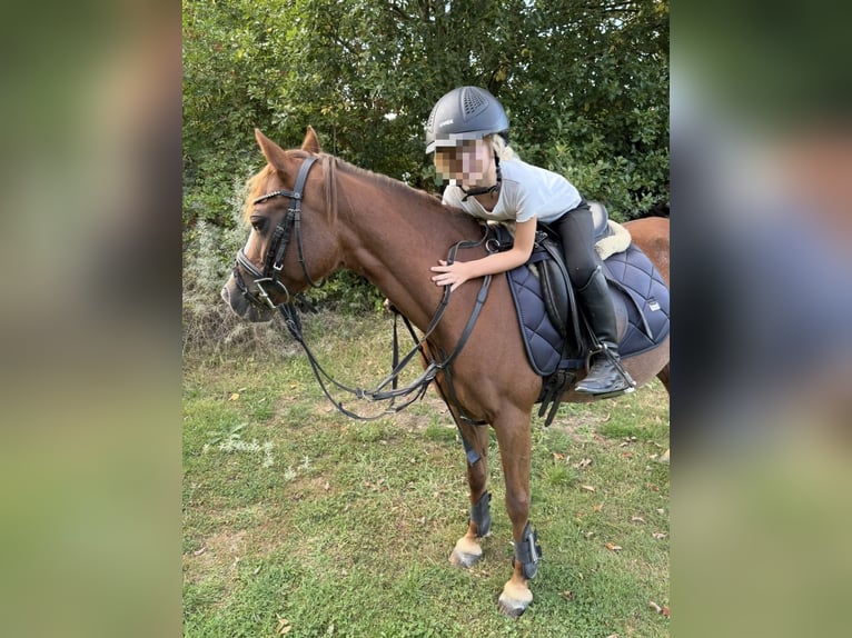 Welsh B Mare 21 years 12.2 hh Chestnut in Espelkamp