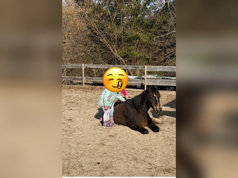 Welsh B Mare 21 years 12,2 hh Bay-Dark in TambergauHinterstoder