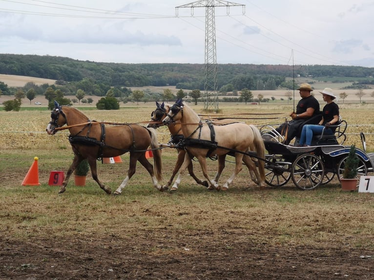 Welsh B Mare 21 years 13 hh Palomino in Bad Sulza