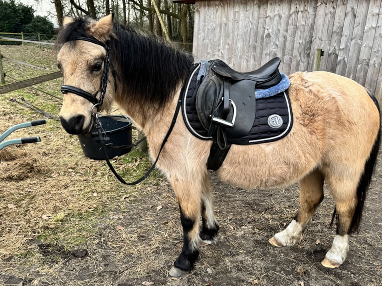 Welsh B Mare 21 years Champagne in Loon op Zand