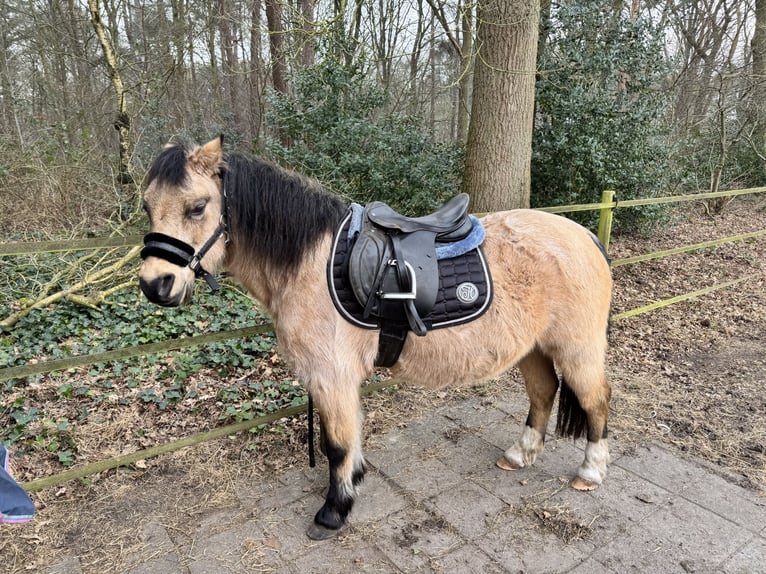 Welsh B Mare 21 years Champagne in Loon op Zand