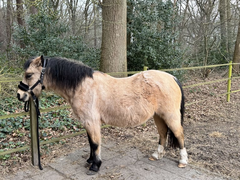 Welsh B Mare 21 years Champagne in Loon op Zand