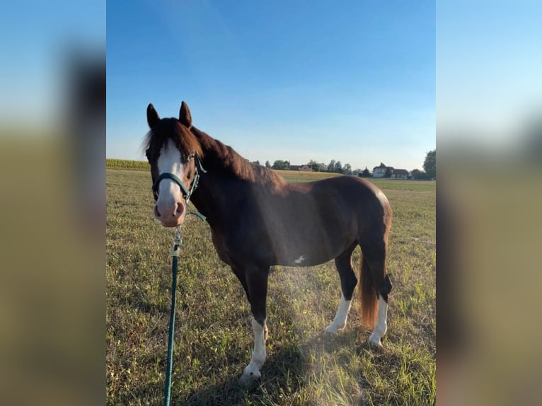 Welsh B Mare 22 years 13,2 hh Chestnut-Red in Neuburg an der Donau