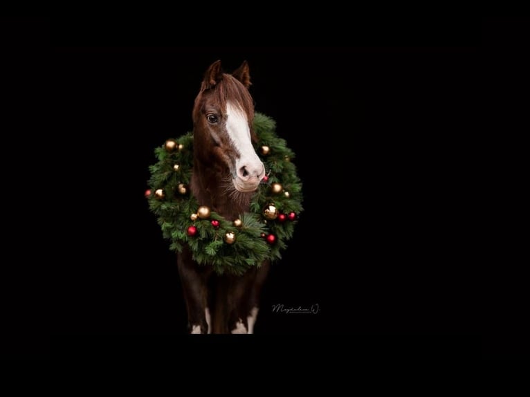 Welsh B Mare 22 years 13,2 hh Chestnut-Red in Neuburg an der Donau