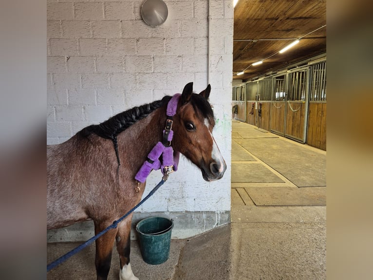 Welsh B Mare 23 years 12 hh Brown in Meinisberg