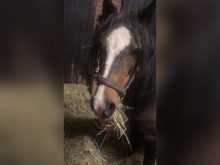 Welsh B Mare 24 years 11,2 hh Brown in Arnhem