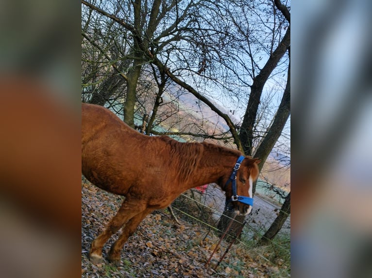 Welsh B Mare 25 years 12,3 hh Chestnut-Red in Freienorla