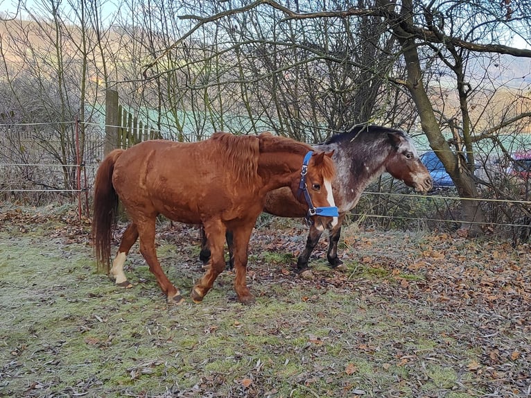 Welsh B Mare 25 years 12,3 hh Chestnut-Red in Freienorla