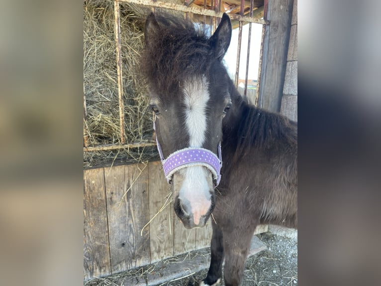 Welsh B Mix Mare 2 years 11.1 hh Buckskin in Bad Wurzach