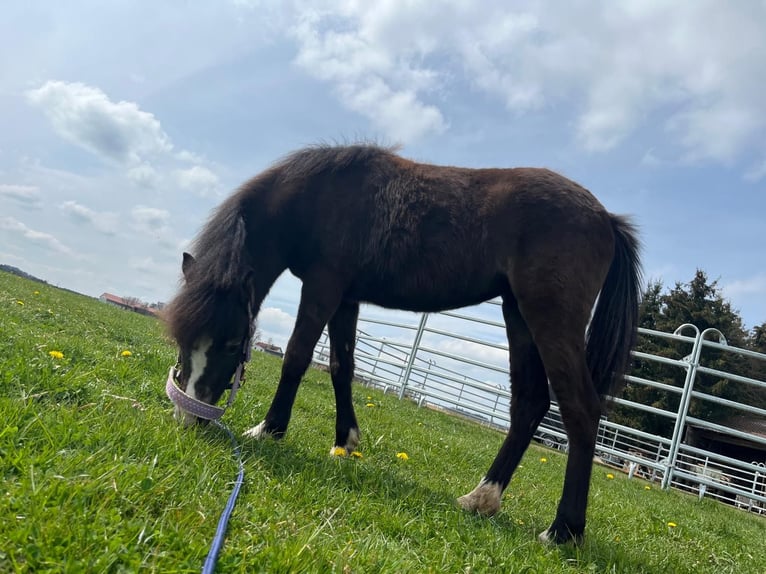 Welsh B Mix Mare 2 years 11.1 hh Buckskin in Bad Wurzach