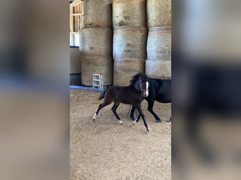 Welsh B Mix Mare 2 years 11.1 hh Buckskin in Bad Wurzach