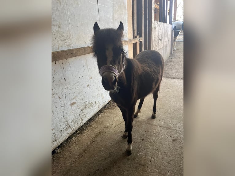 Welsh B Mix Mare 2 years 11.1 hh Buckskin in Bad Wurzach