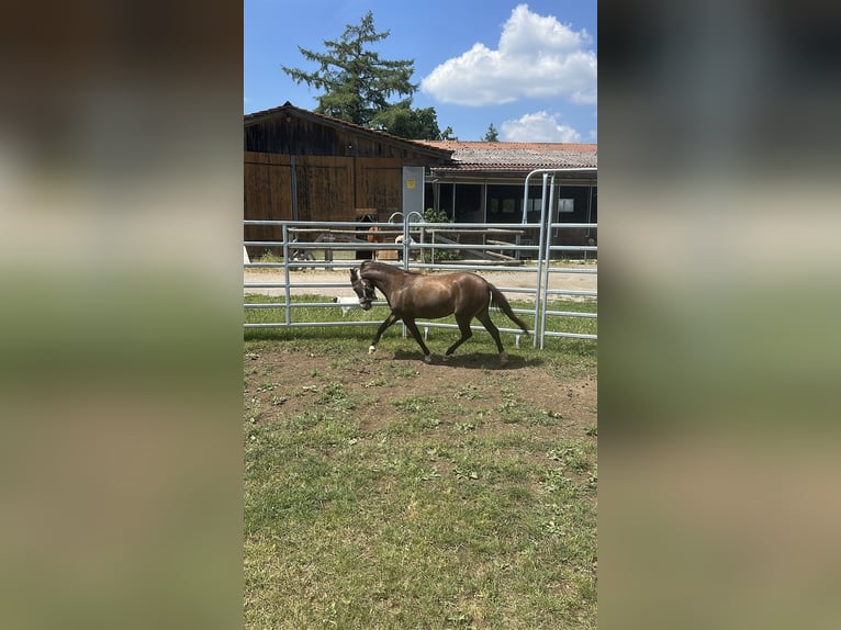 Welsh B Mix Mare 2 years 11.1 hh Buckskin in Bad Wurzach