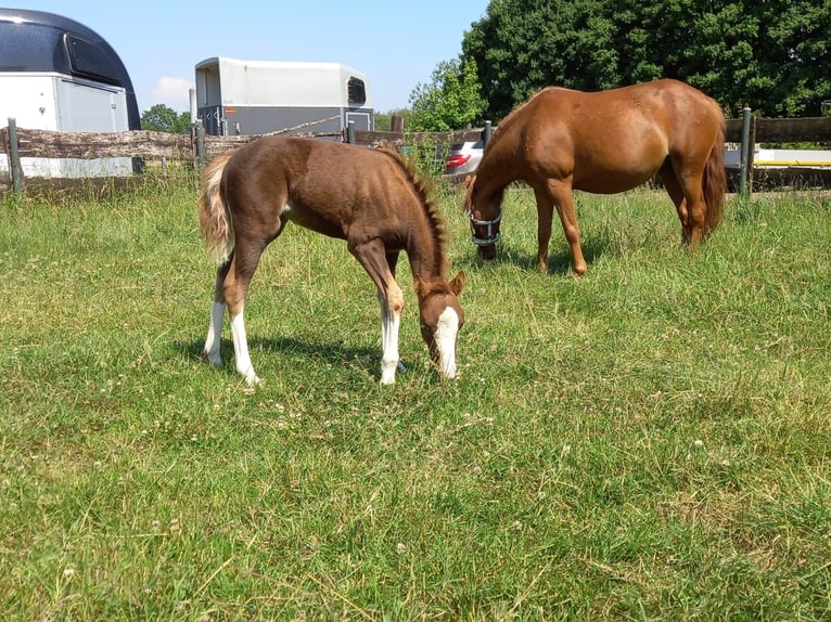 Welsh B Mare 2 years 11,2 hh Chestnut-Red in Niederzier