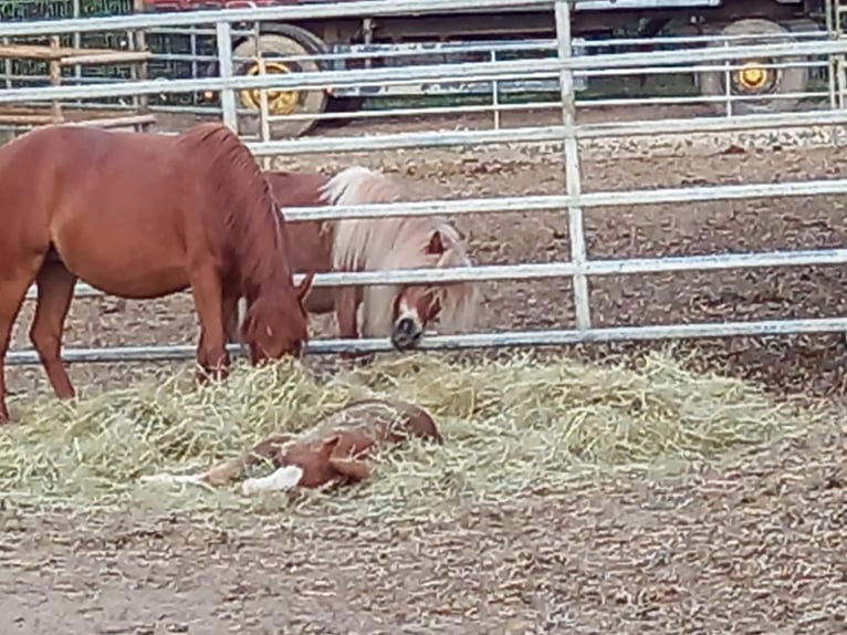 Welsh B Mare 2 years 11,2 hh Chestnut-Red in Niederzier