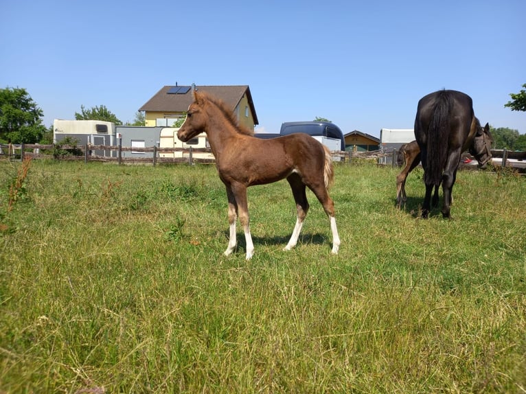 Welsh B Mare 2 years 11,2 hh Chestnut-Red in Niederzier