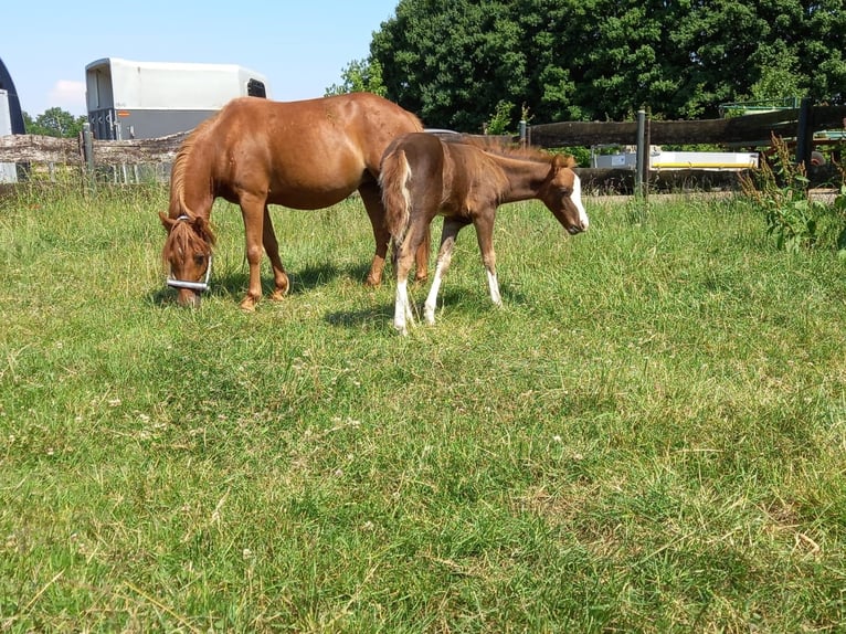 Welsh B Mare 2 years 11,2 hh Chestnut-Red in Niederzier