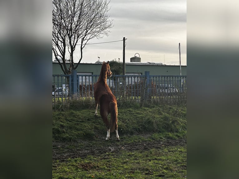 Welsh B Mare 2 years 11,2 hh Chestnut-Red in Niederzier