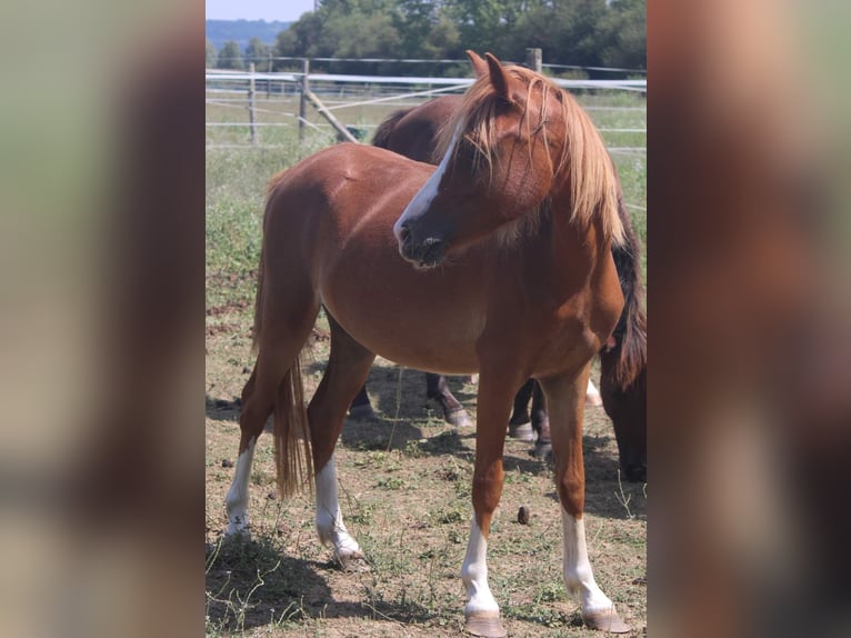 Welsh B Mare 2 years 11,2 hh Chestnut-Red in FEUGAROLLES