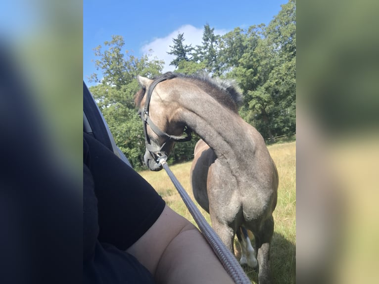 Welsh B Mare 2 years 11.2 hh Grey-Blue-Tan in Balk