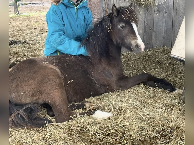 Welsh B Mix Mare 2 years 11,1 hh Buckskin in Bad Wurzach