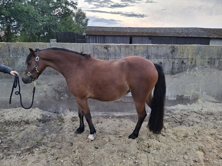 Welsh B Mix Mare 2 years 12,1 hh Brown in Lamstedt