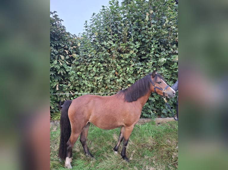 Welsh B Mix Mare 2 years 12,1 hh Brown in Lamstedt