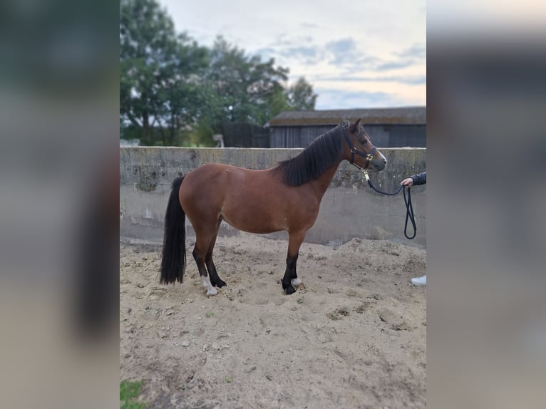 Welsh B Mix Mare 2 years 12,1 hh Brown in Lamstedt