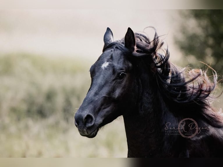 Welsh B Mix Mare 2 years 12,2 hh Bay-Dark in Messkirch