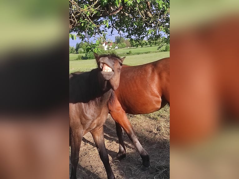 Welsh B Mix Mare 2 years 12,2 hh Bay-Dark in Messkirch