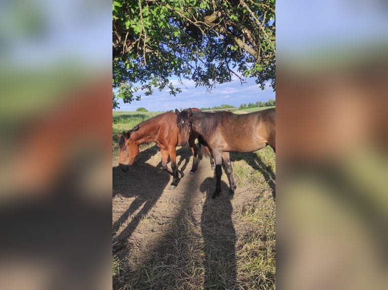 Welsh B Mix Mare 2 years 12,2 hh Bay-Dark in Messkirch