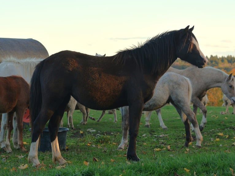 Welsh B Mare 2 years 13.1 hh Black in Rennertshofen