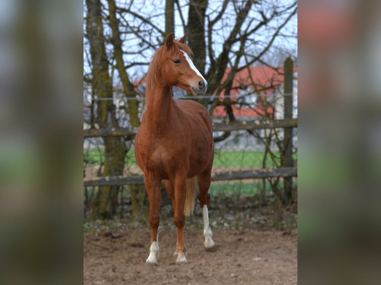 Welsh B Mare 2 years 13,1 hh  in Rennertshofen
