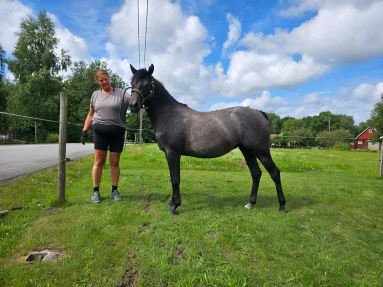 Welsh B Mare 2 years 13,2 hh Grey in Emmaboda