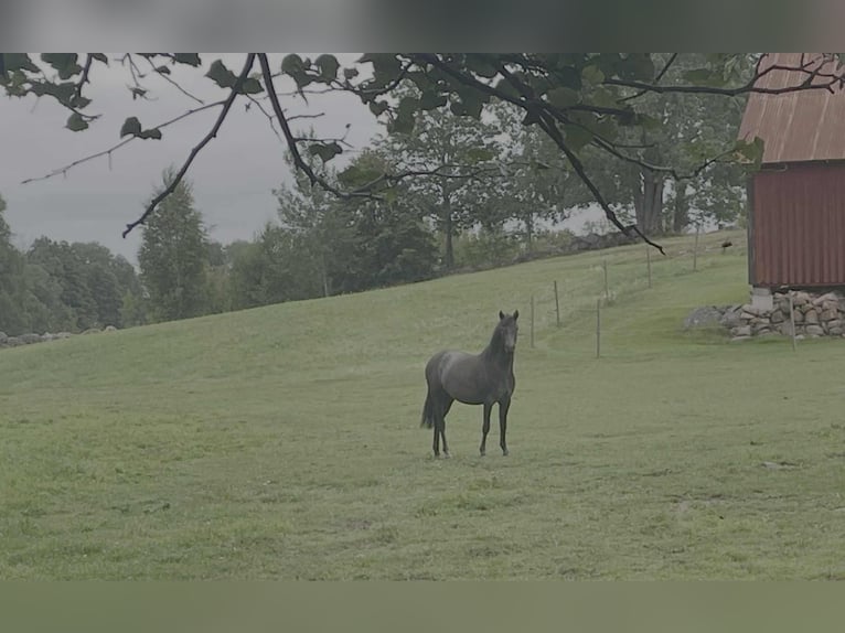 Welsh B Mare 2 years 13,2 hh Grey in Emmaboda