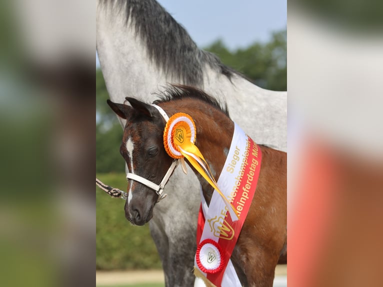 Welsh B Mare 2 years Roan-Blue in Frankenberg (Eder)