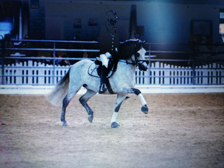 Welsh B Mare 2 years Roan-Blue in Frankenberg (Eder)