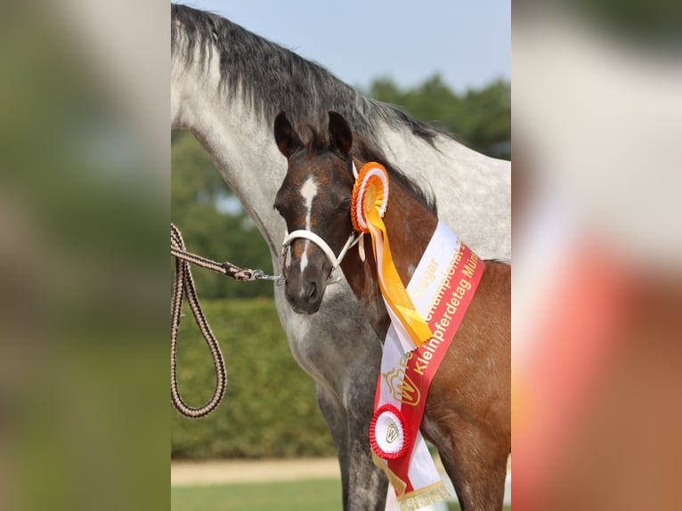 Welsh B Mare 2 years Roan-Blue in Frankenberg (Eder)