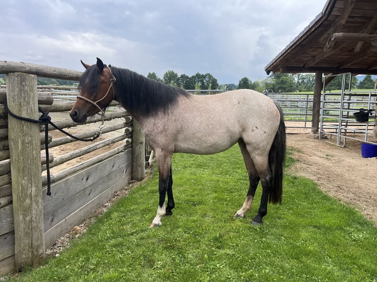 Welsh B Mare 3 years 11,2 hh Roan-Bay in Netolice