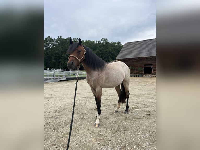 Welsh B Mare 3 years 11,2 hh Roan-Bay in Netolice