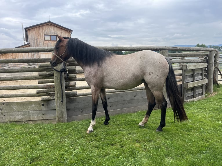 Welsh B Mare 3 years 11,2 hh Roan-Bay in Netolice