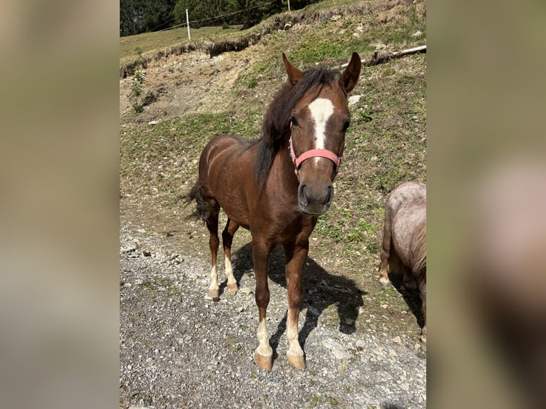 Welsh B Mare 3 years 12.1 hh Brown in Raggal