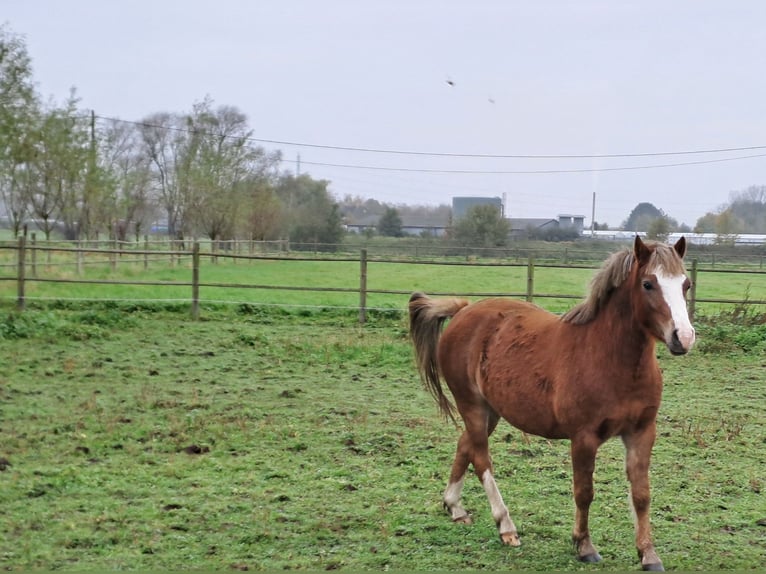 Welsh B Mare 3 years 12,1 hh Chestnut-Red in Duffel