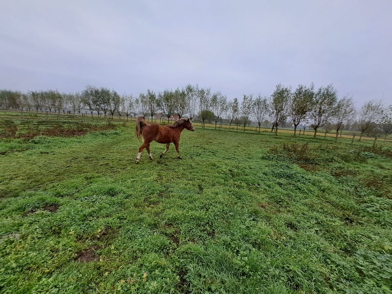 Welsh B Mare 3 years 12,1 hh Chestnut-Red in Duffel