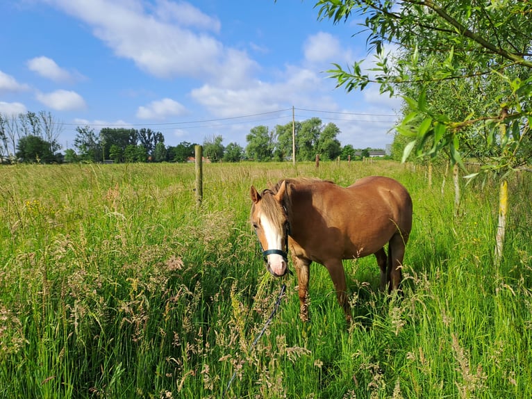 Welsh B Mare 3 years 12,1 hh Chestnut-Red in Duffel