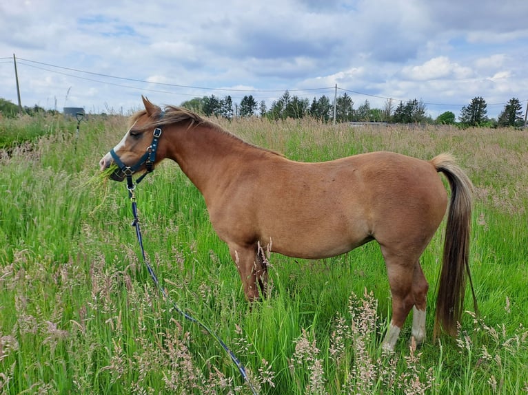 Welsh B Mare 3 years 12,1 hh Chestnut-Red in Duffel