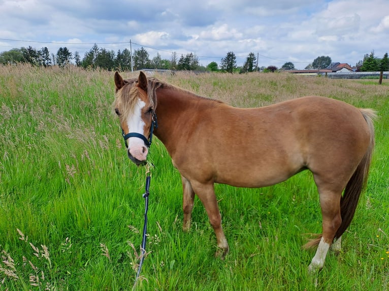 Welsh B Mare 3 years 12,1 hh Chestnut-Red in Duffel