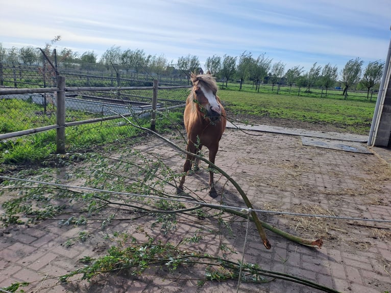 Welsh B Mare 3 years 12,1 hh Chestnut-Red in Duffel