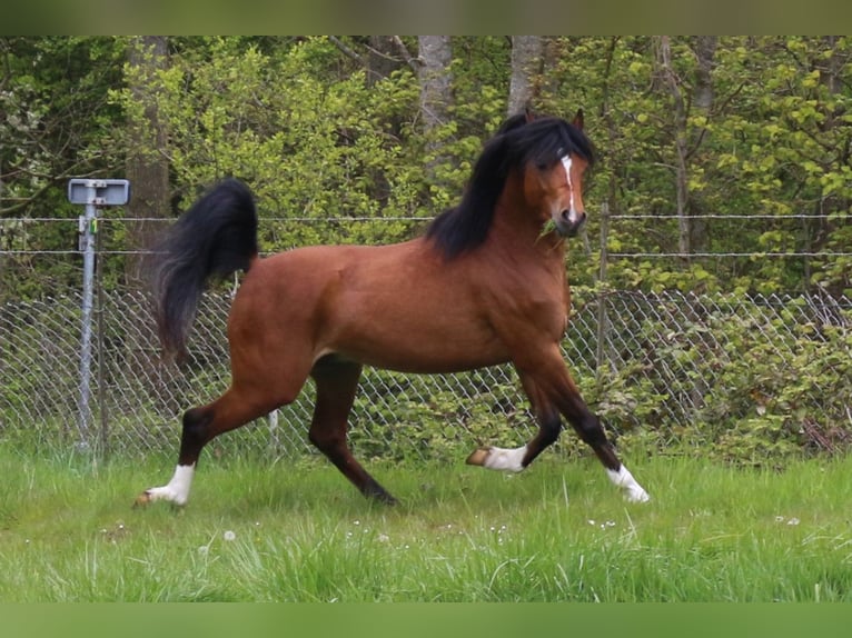 Welsh B Mare 3 years 12,1 hh Chestnut-Red in Duffel